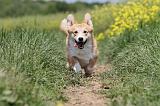 CORGI PEMBROKE 453